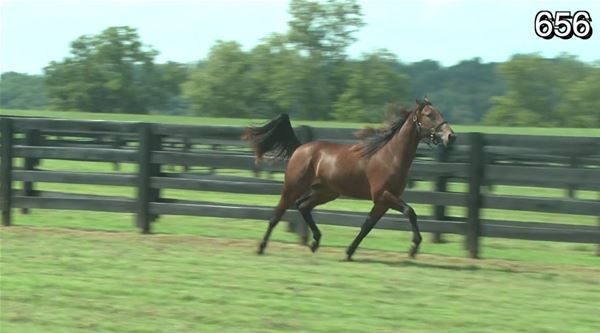 Standard Bred Yearlings